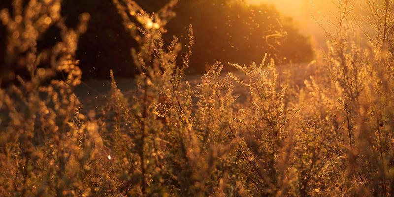 IPv6规模部署与过渡技术：企业网络升级策略与YT321等开发工具资源分享