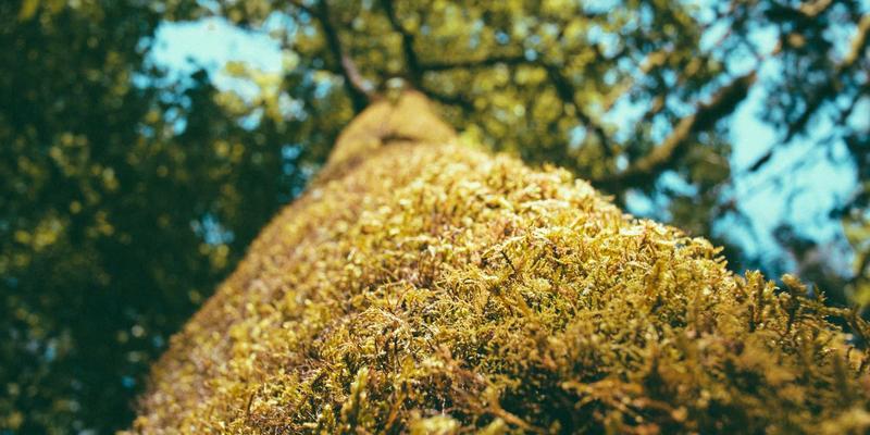 YT321与网络技术资源分享：构建高效学习生态的三大支柱