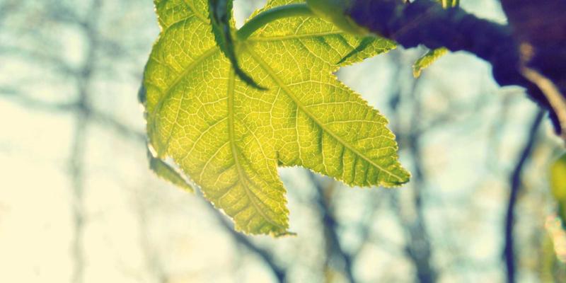 网络技术前景展望：资源分享与编程教程如何塑造未来